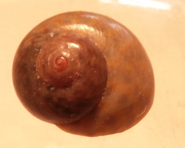 Trochidae Gibbula richardi ?